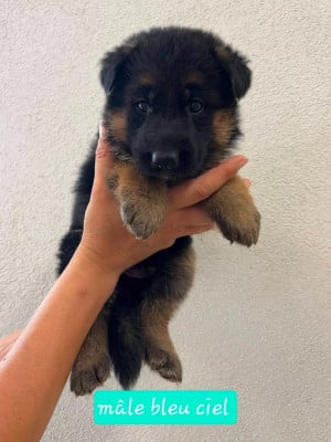 Les chiots de Berger Allemand