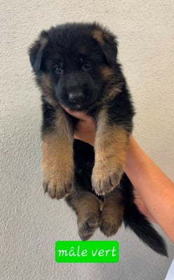 Les chiots de Berger Allemand