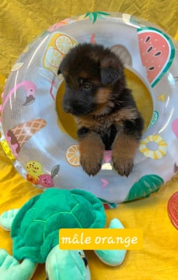 Les chiots de Berger Allemand