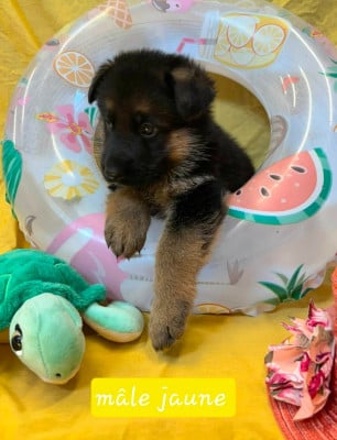 Les chiots de Berger Allemand
