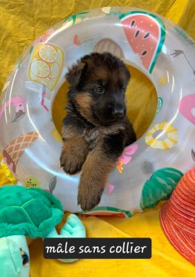 Les chiots de Berger Allemand