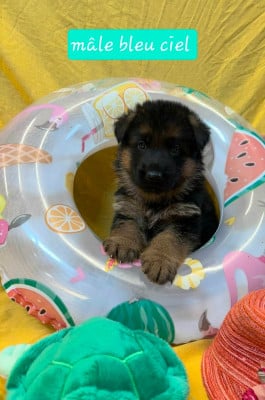 Les chiots de Berger Allemand
