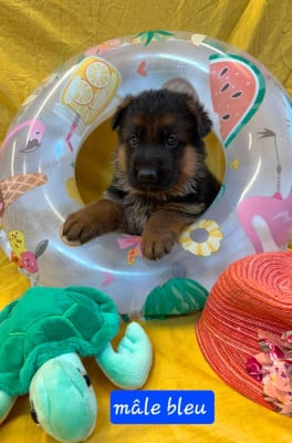Les chiots de Berger Allemand