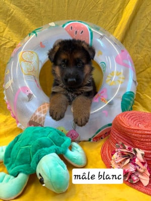Les chiots de Berger Allemand