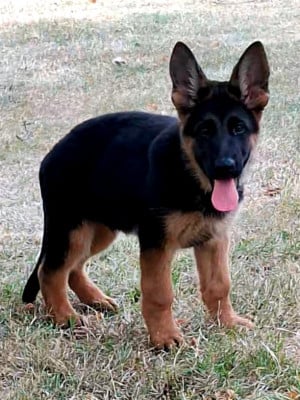Les chiots de Berger Allemand