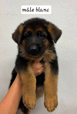 Les chiots de Berger Allemand