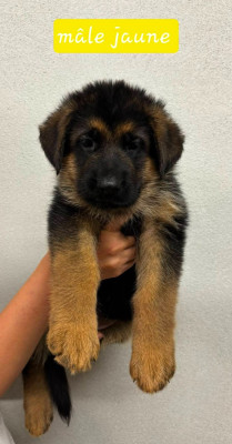 Les chiots de Berger Allemand