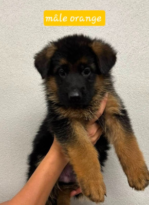 Les chiots de Berger Allemand