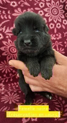 Les chiots de Berger Allemand