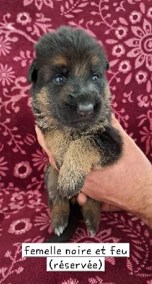 Les chiots de Berger Allemand