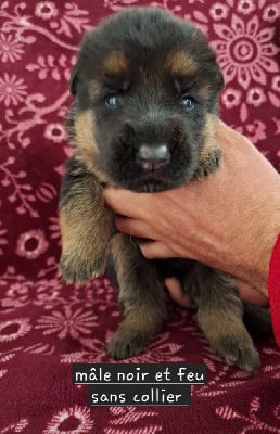 Les chiots de Berger Allemand