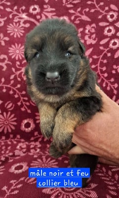 Les chiots de Berger Allemand