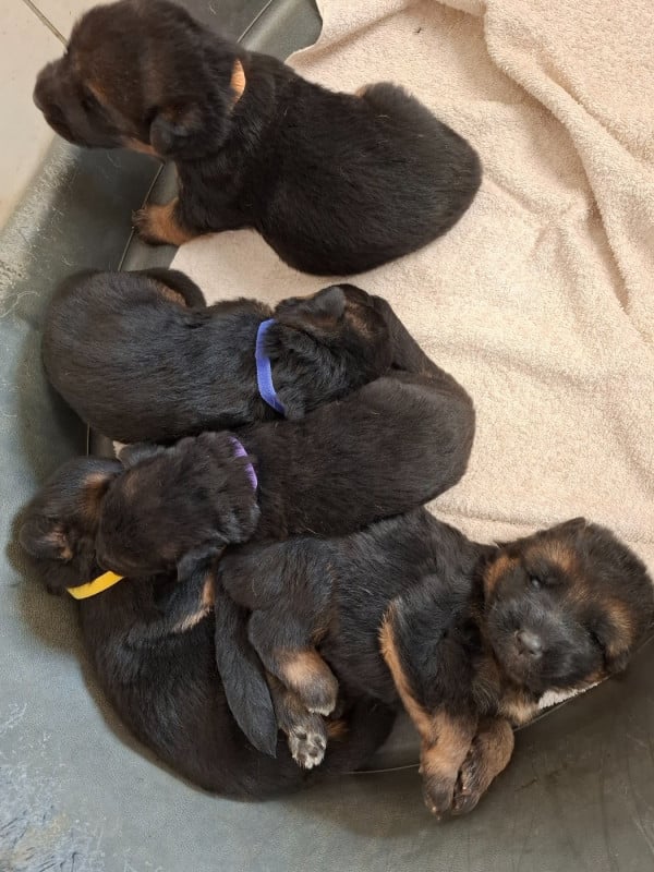 Berger Allemand - Du Clos De La Chanson