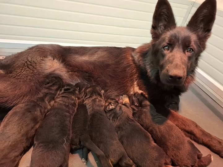 Berger Allemand - Du Clos De La Chanson