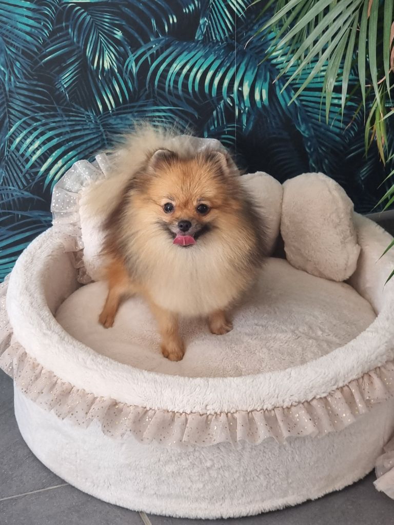 Publication : Du Domaine Angel Stars