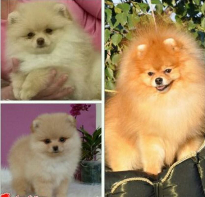 Publication : Du Domaine Angel Stars