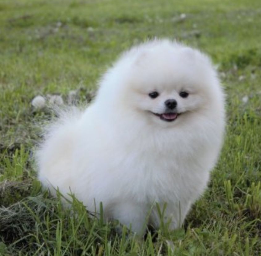 Publication : Du Domaine Angel Stars