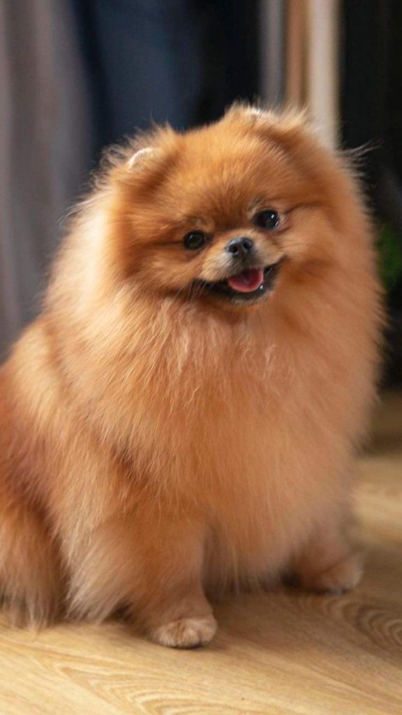 Publication : Du Domaine Angel Stars