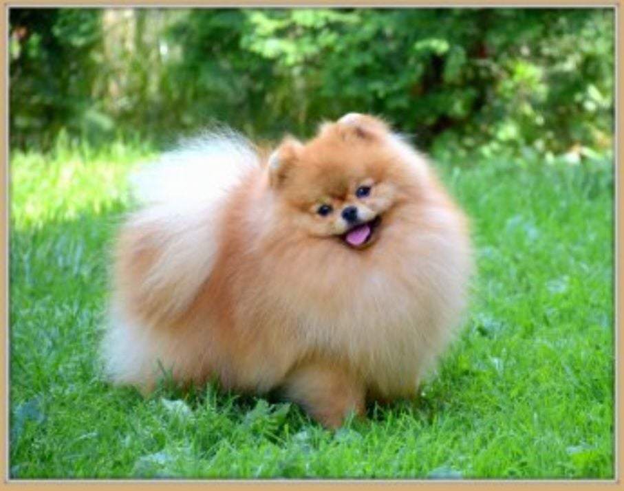 Publication : Du Domaine Angel Stars