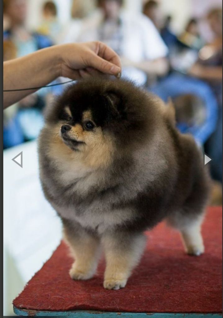 Publication : Du Domaine Angel Stars