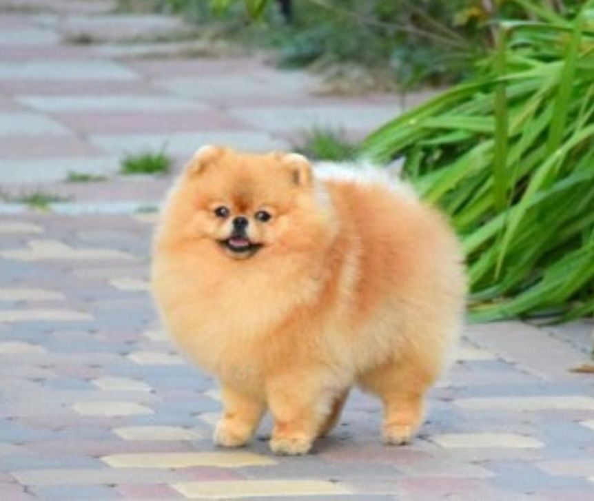 Publication : Du Domaine Angel Stars