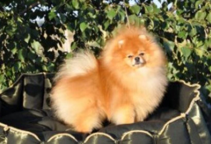 Publication : Du Domaine Angel Stars