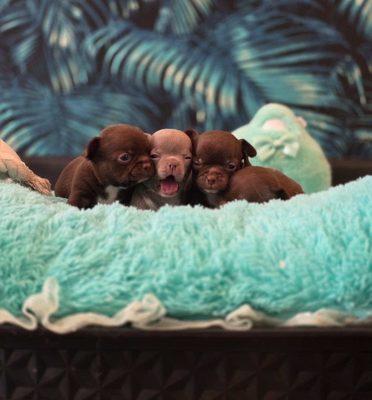 Chihuahua - Du Domaine Angel Stars