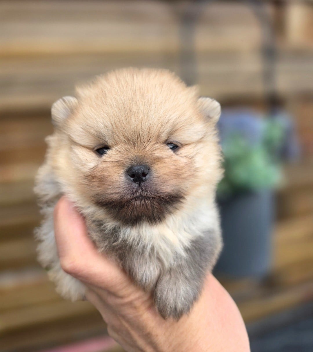 Spitz allemand - Du Domaine Angel Stars