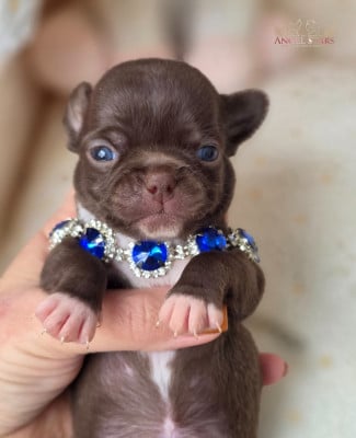 Les chiots de Chihuahua