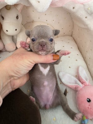 Les chiots de Chihuahua