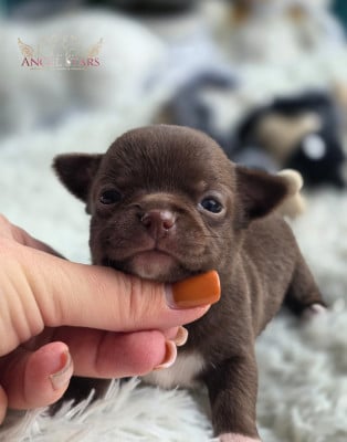 Les chiots de Chihuahua