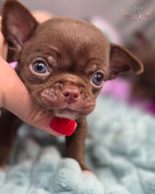 Les chiots de Chihuahua