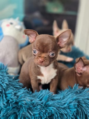 Les chiots de Chihuahua