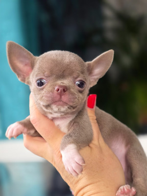 Les chiots de Chihuahua