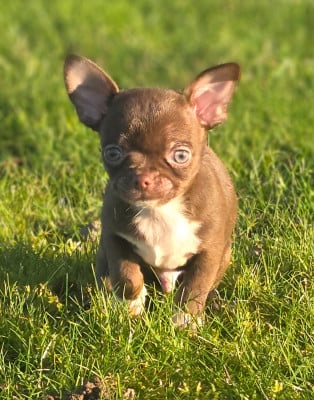 Les chiots de Chihuahua