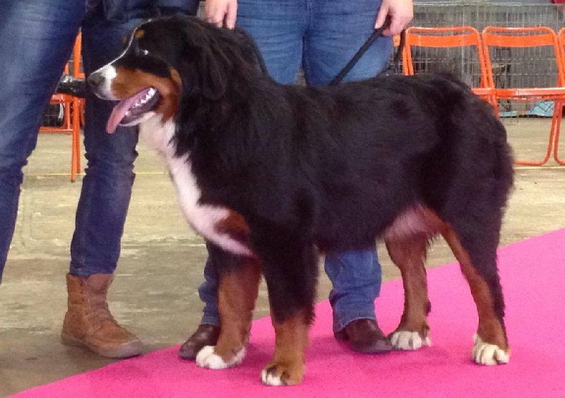 Line (Sans Affixe) - 1ère Excellent