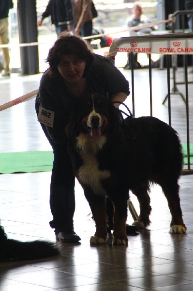 Line (Sans Affixe) - 3ème Très bon / 8 chiennes