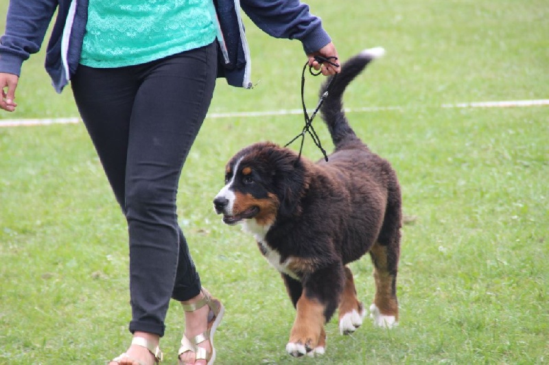 Line (Sans Affixe) - 2ème Très Prometteur