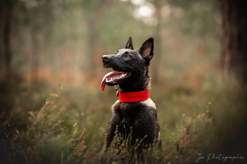 Publication : Des Feux de l'Espoir Auteur : Isa Photographie