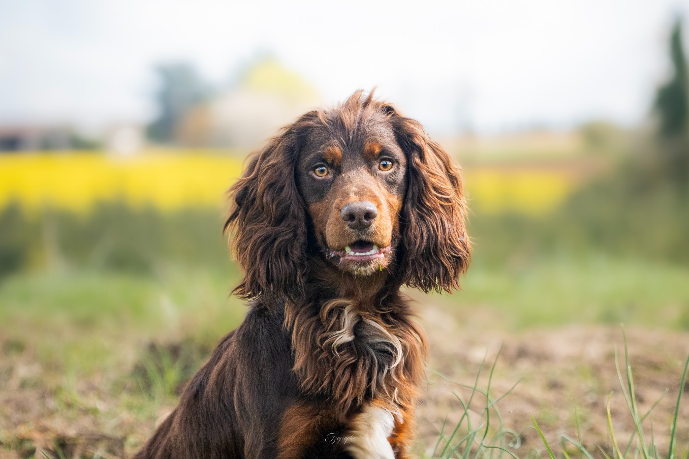 Publication : Des Feux de l'Espoir Auteur : IZIGRAPHIE