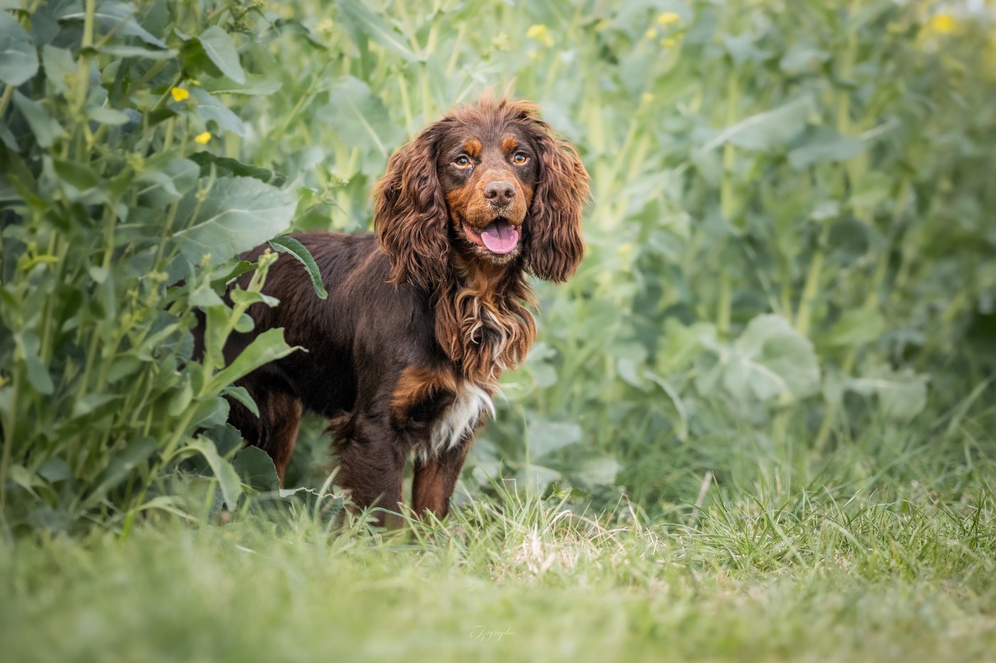 Publication : Des Feux de l'Espoir Auteur : IZIGRAPHIE