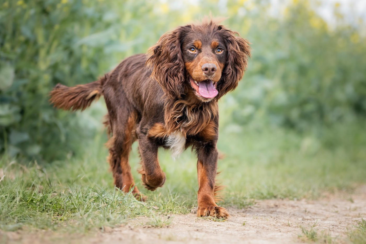 Publication : Des Feux de l'Espoir Auteur : IZIGRAPHIE