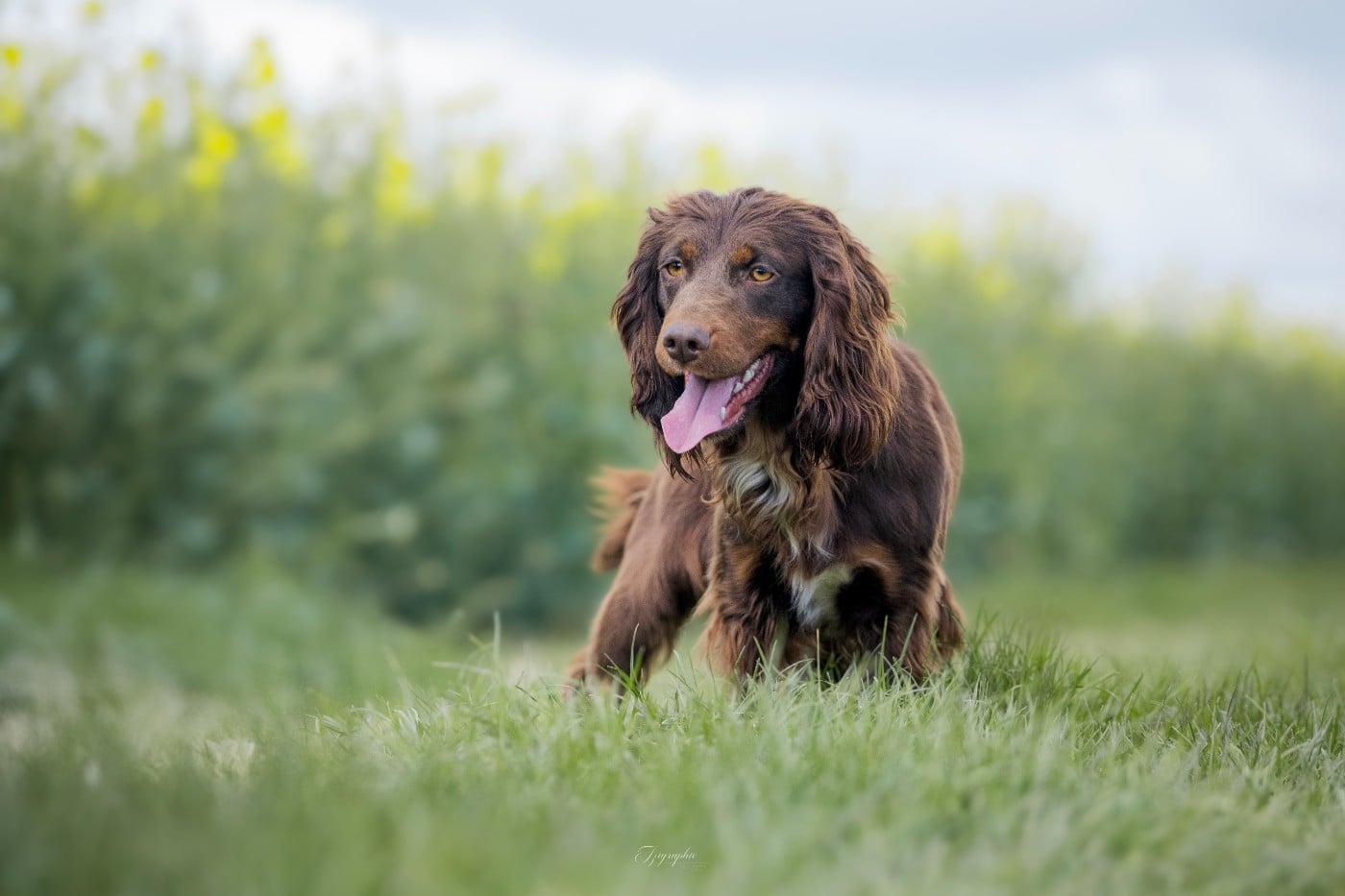 Publication : Des Feux de l'Espoir Auteur : IZIGRAPHIE