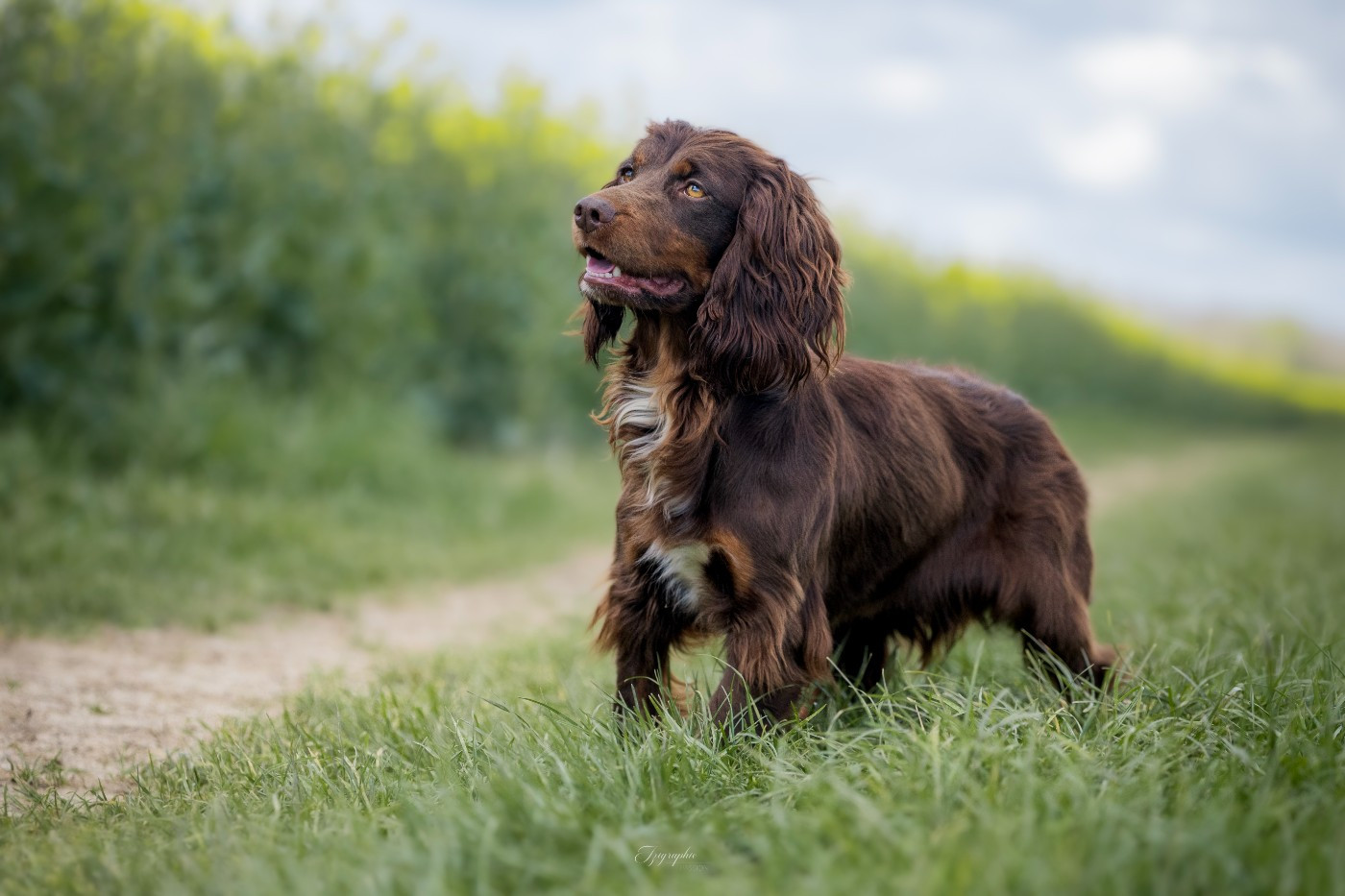 Publication : Des Feux de l'Espoir Auteur : IZIGRAPHIE