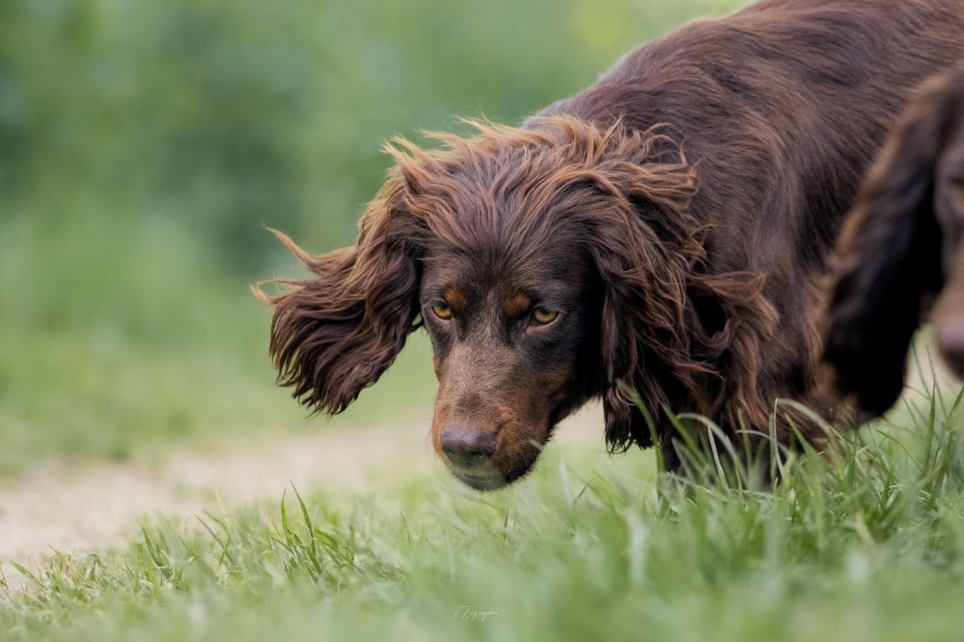 Publication : Des Feux de l'Espoir Auteur : IZIGRAPHIE