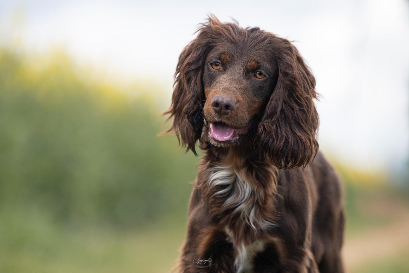 Publication : Des Feux de l'Espoir Auteur : IZIGRAPHIE