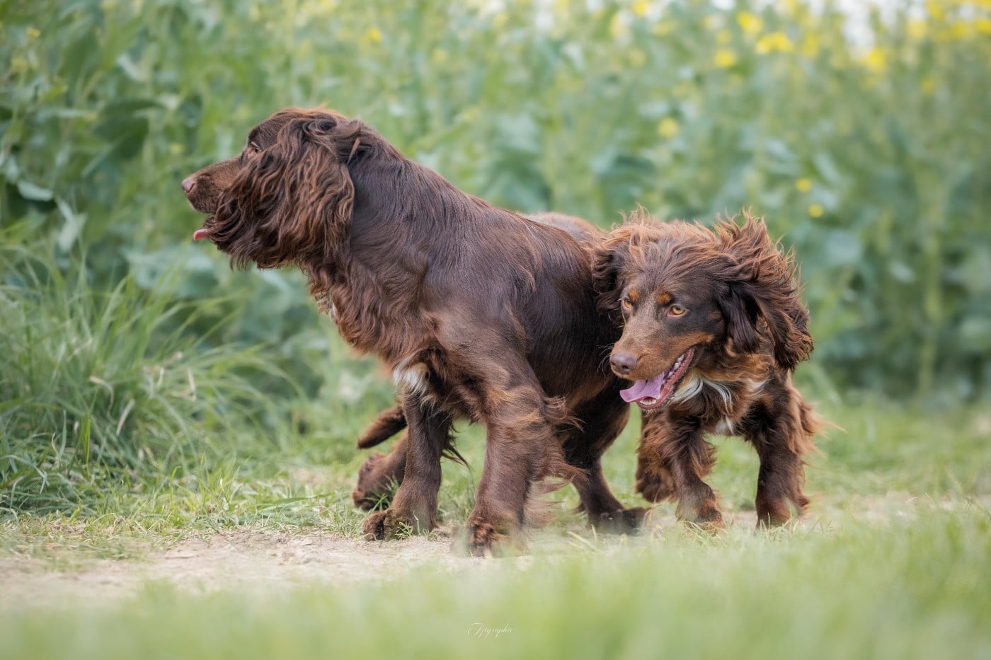 Publication : Des Feux de l'Espoir Auteur : IZIGRAPHIE