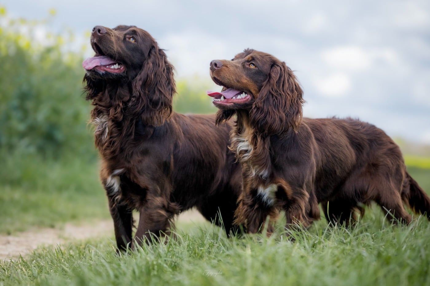Publication : Des Feux de l'Espoir Auteur : IZIGRAPHIE