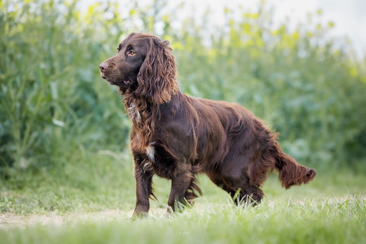 Publication : Des Feux de l'Espoir Auteur : IZIGRAPHIE