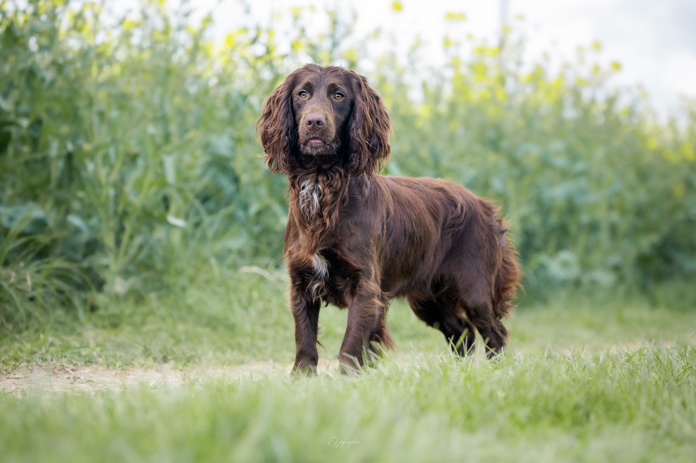 Publication : Des Feux de l'Espoir Auteur : IZIGRAPHIE
